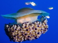   Fried egg jellyfish  